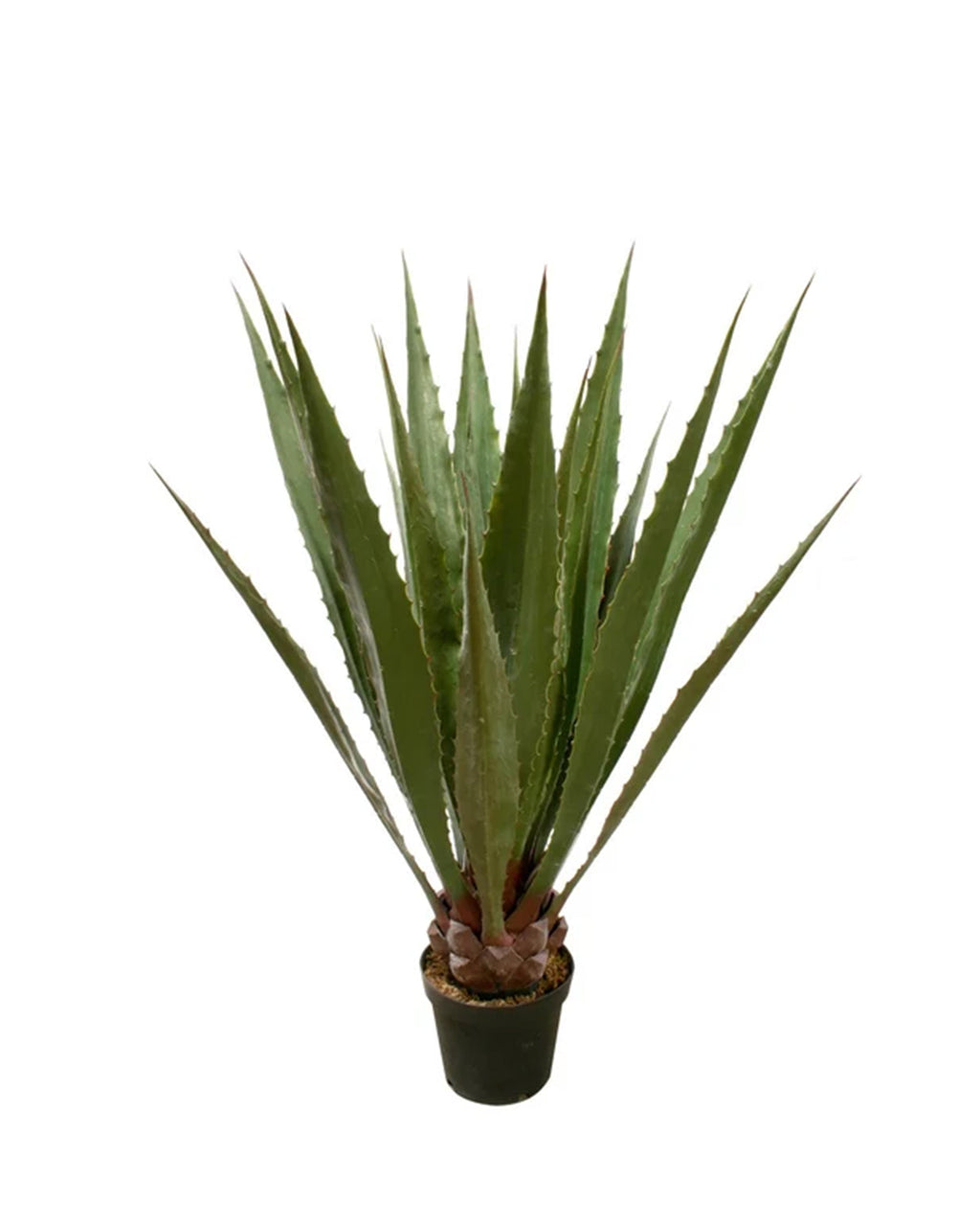 P3503-GIANT AGAVE PLANT