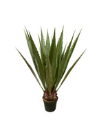 P3503-GIANT AGAVE PLANT