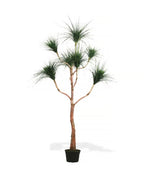 P1832-RAIN TREE
