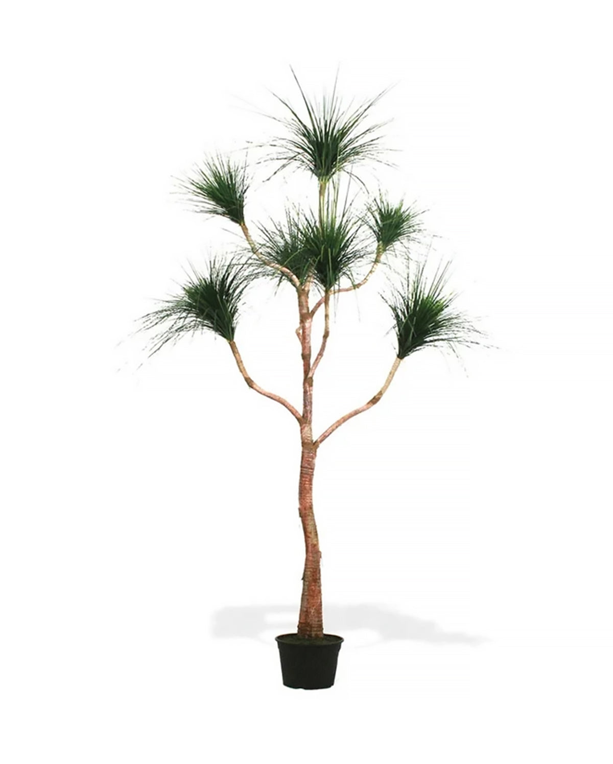 P1832-RAIN TREE