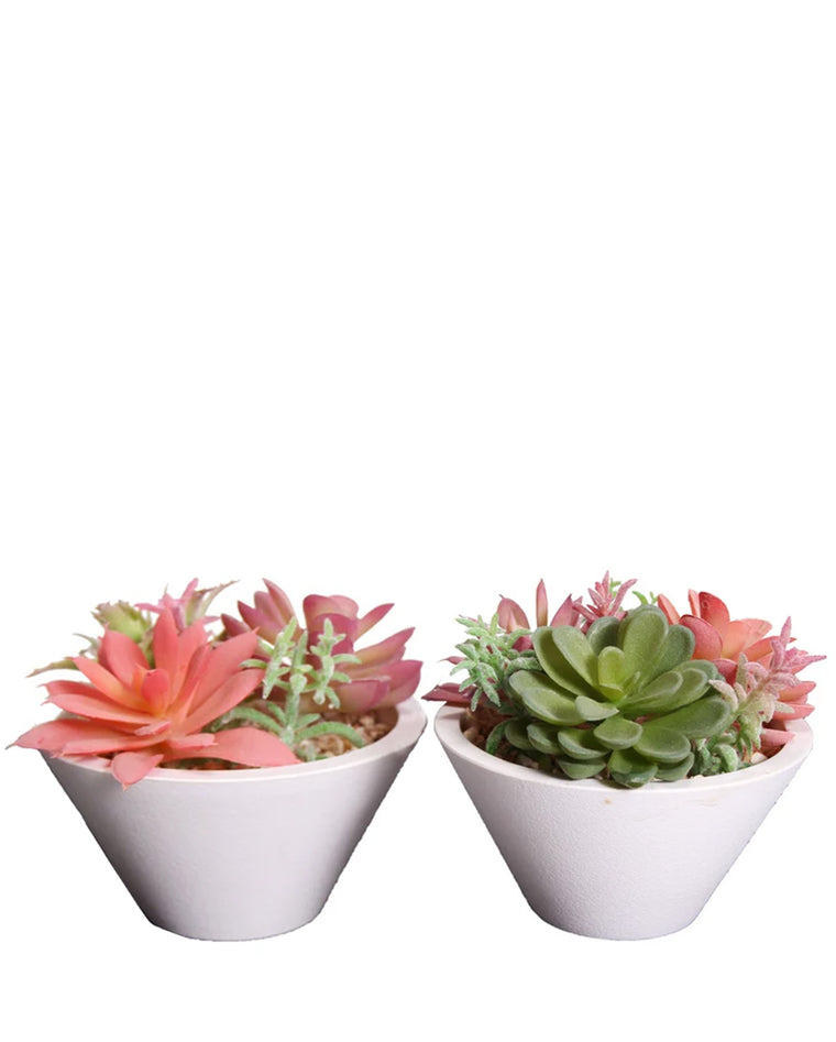 PTP6123A-MIXED SUCCULENTS IN WHITE BOWL