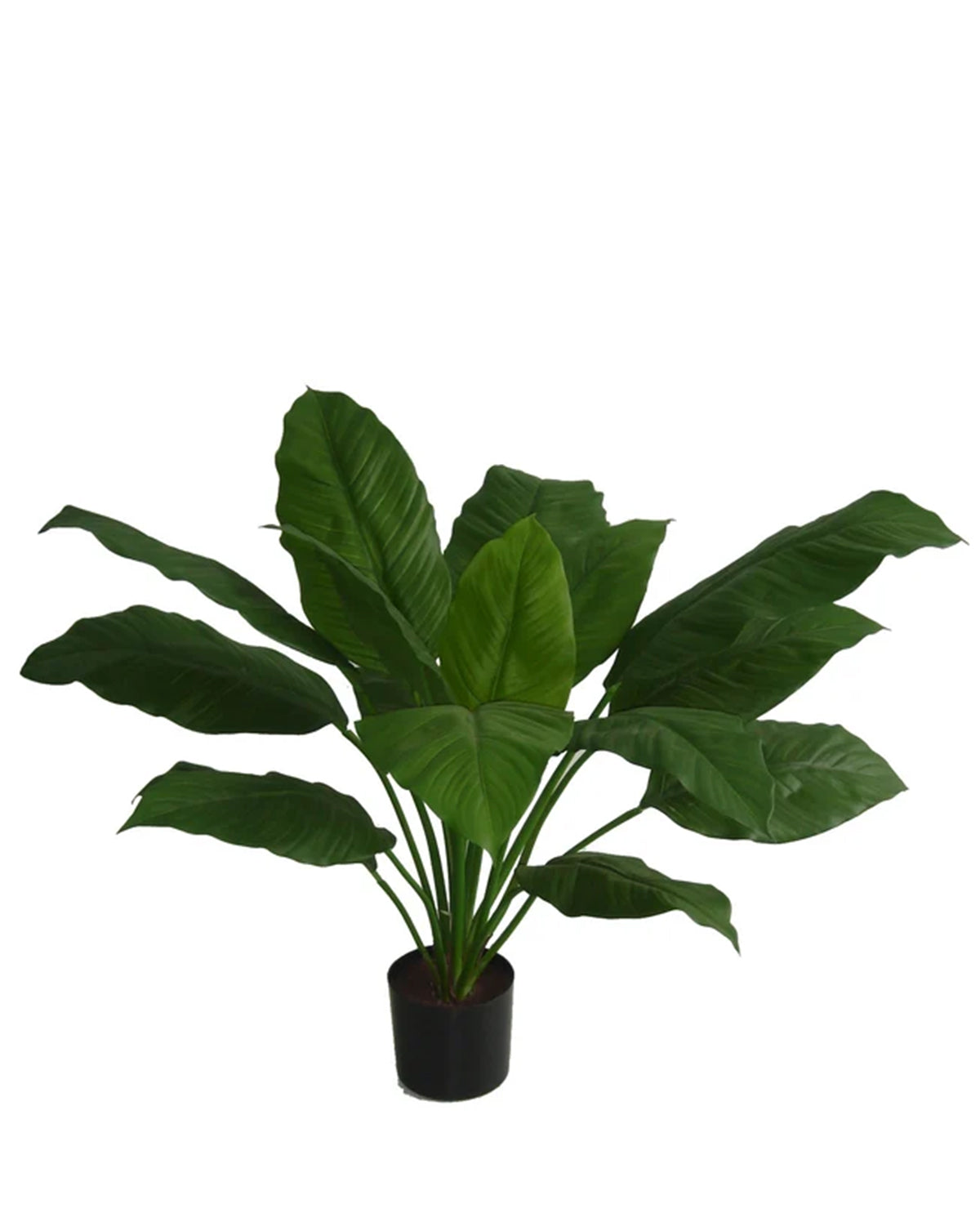 P1775-SPATHIPHYLLUM BUSH