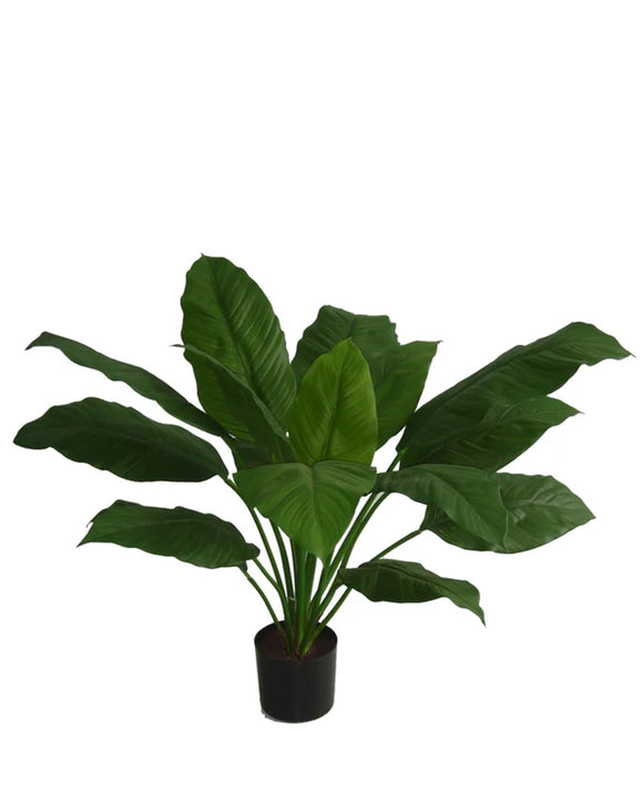 P1775-SPATHIPHYLLUM BUSH
