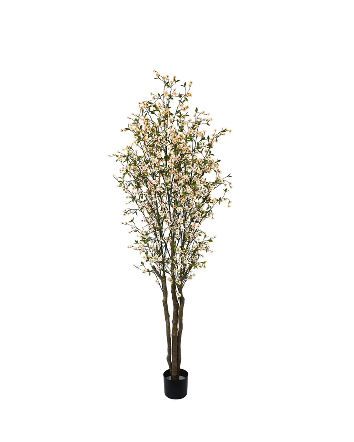 P1804UV - RESISTANT CHERRY BLOSSOM