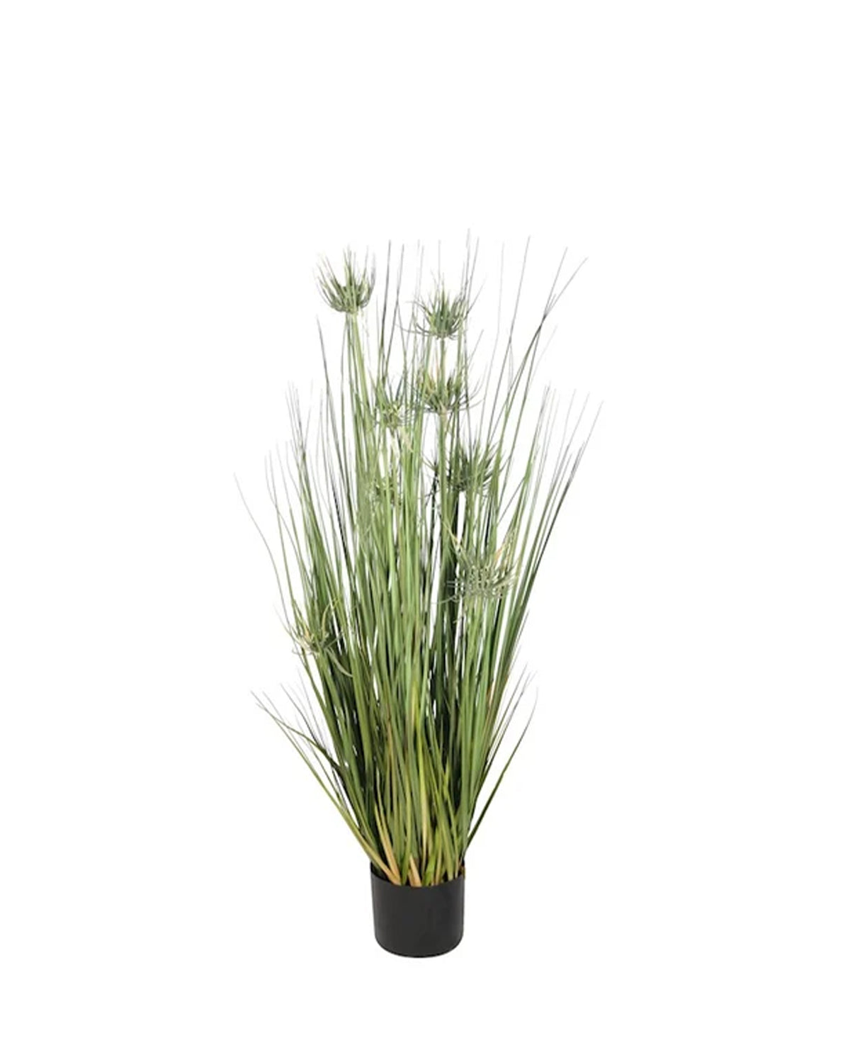 P1520-Sunny Flower Grass