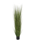 P1539-SPOTTED GRASS