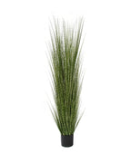 P1539-SPOTTED GRASS
