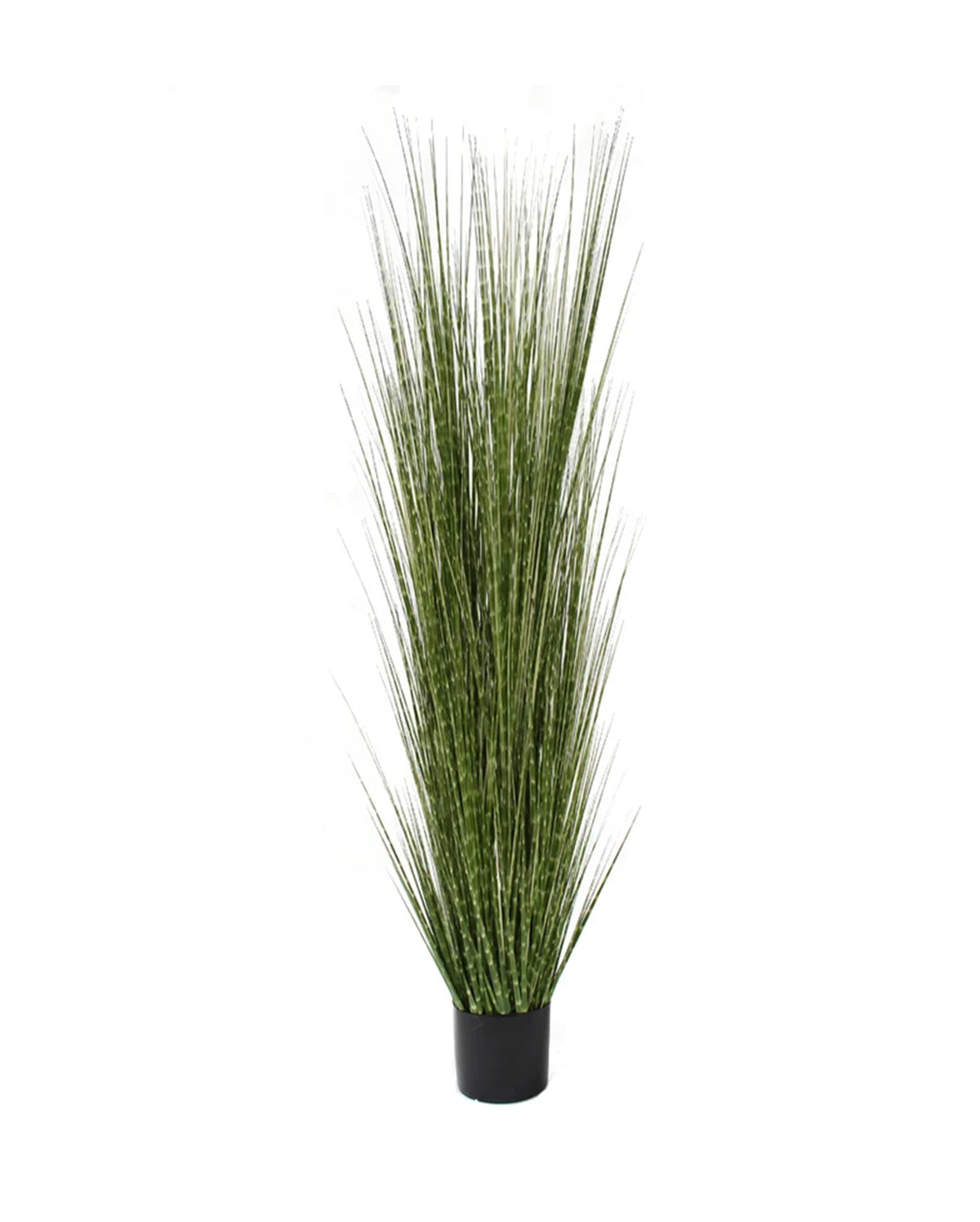 P1539-SPOTTED GRASS