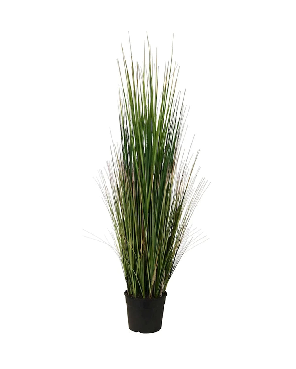 P1827-MOUNTAIN GRASS