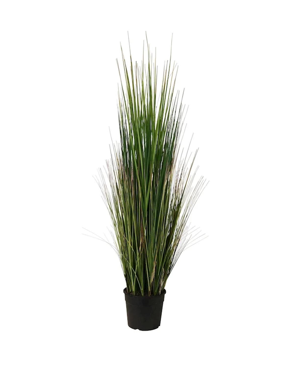 P1827-MOUNTAIN GRASS