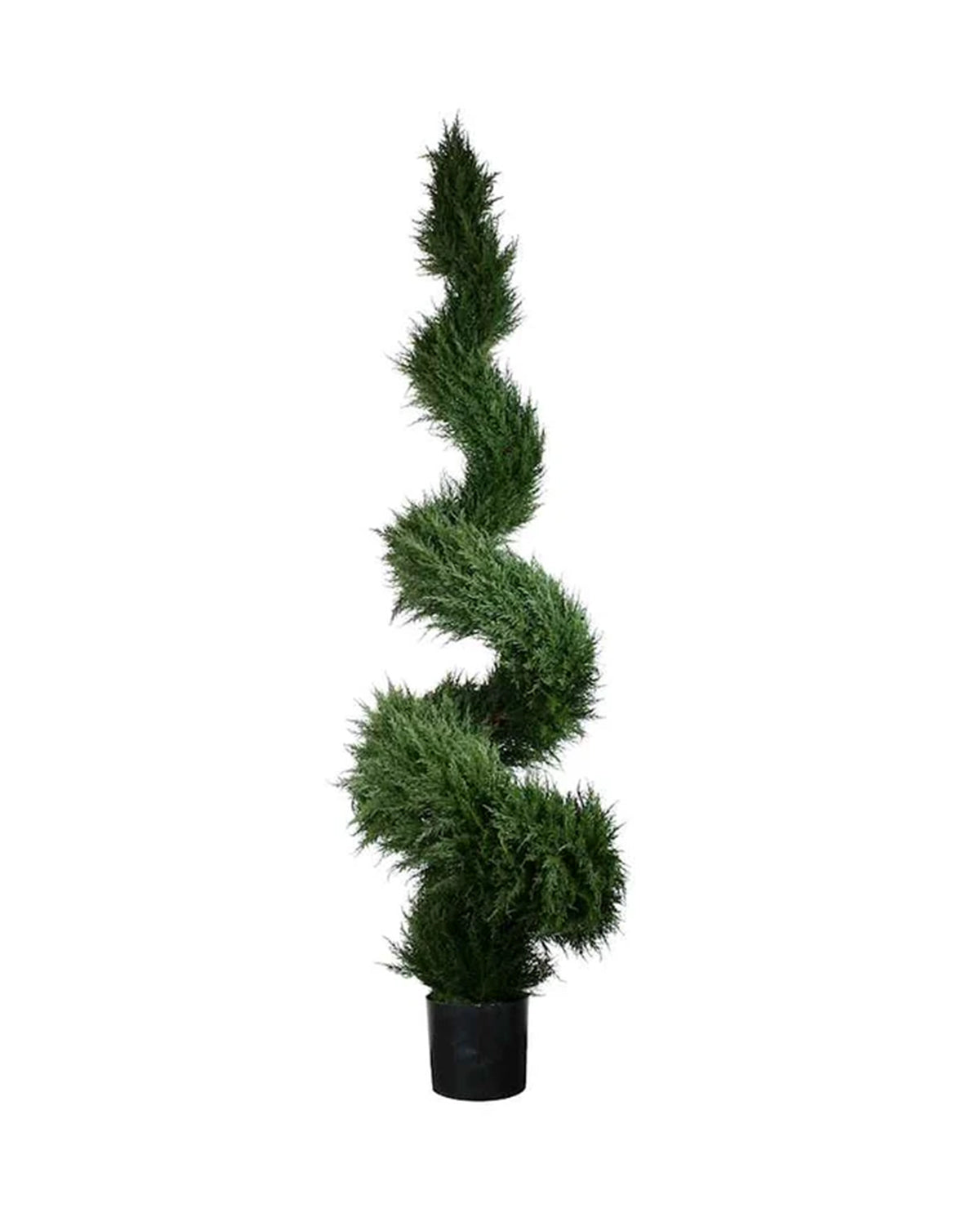 PP4037S-MINI CYPRESS SPIRAL TREE