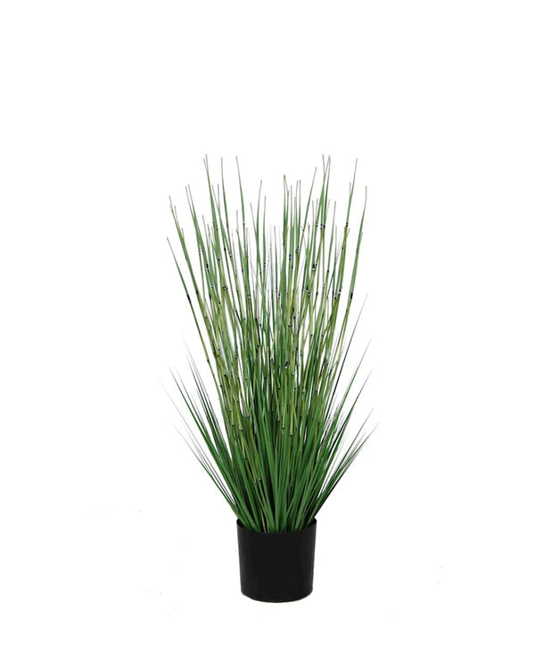 P1530-HORSETAIL