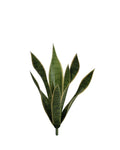 P1763N-BABY SANSERVERIA BUSH