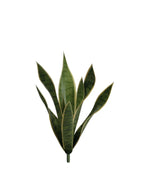 P1763N-BABY SANSERVERIA BUSH