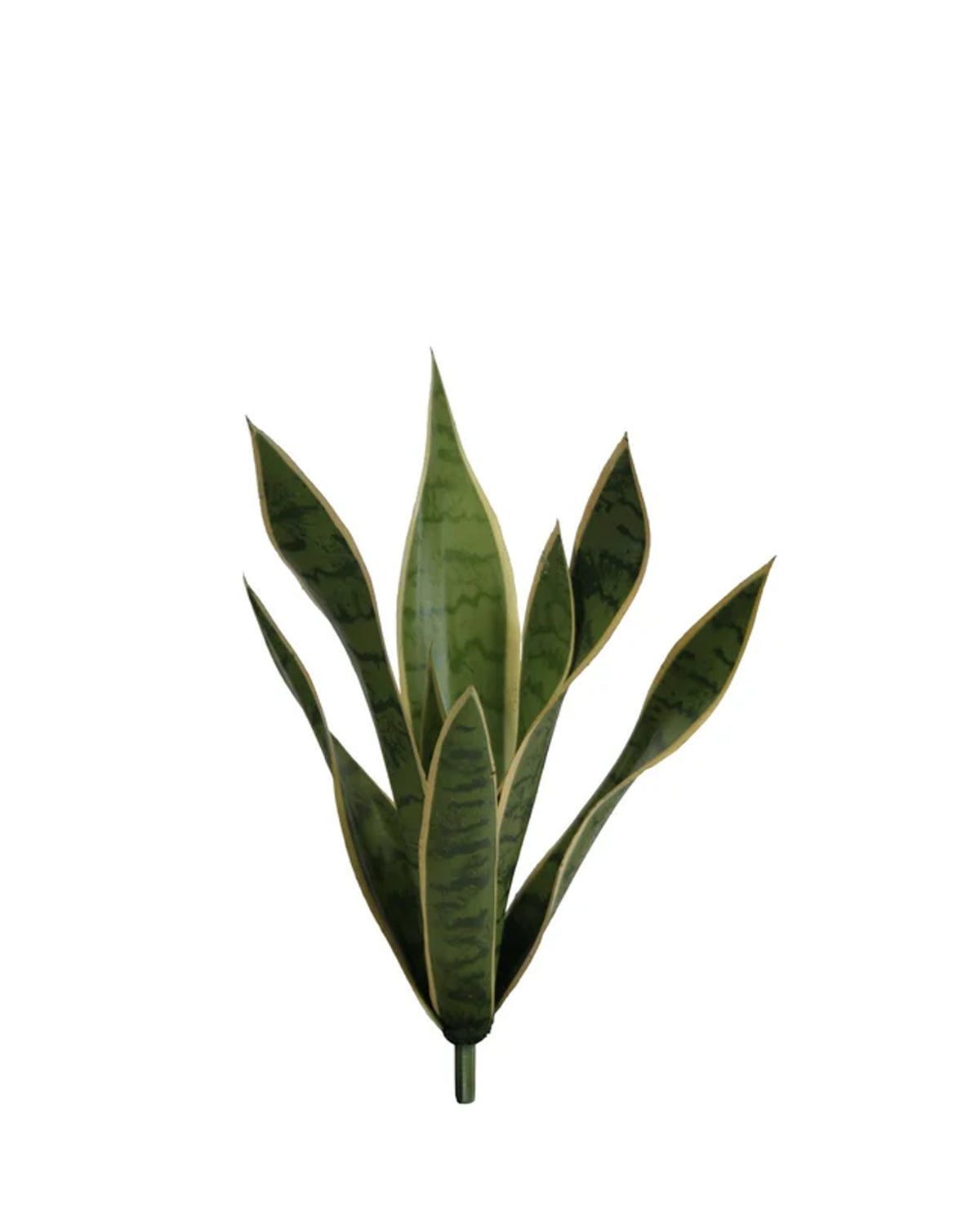 P1763N-BABY SANSERVERIA BUSH