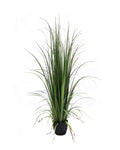 P1524-GLADIOLUS GRASS