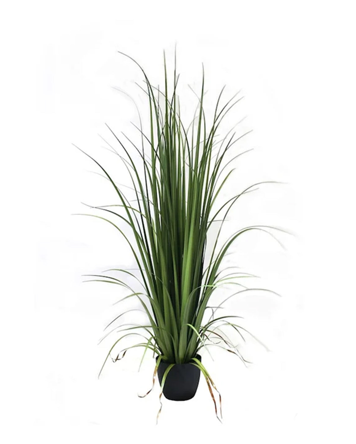 P1524-GLADIOLUS GRASS