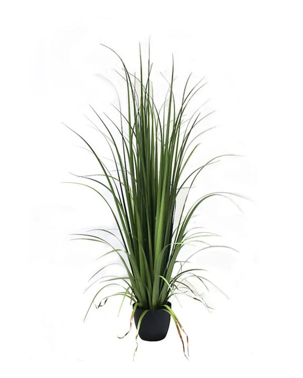 P1524-GLADIOLUS GRASS