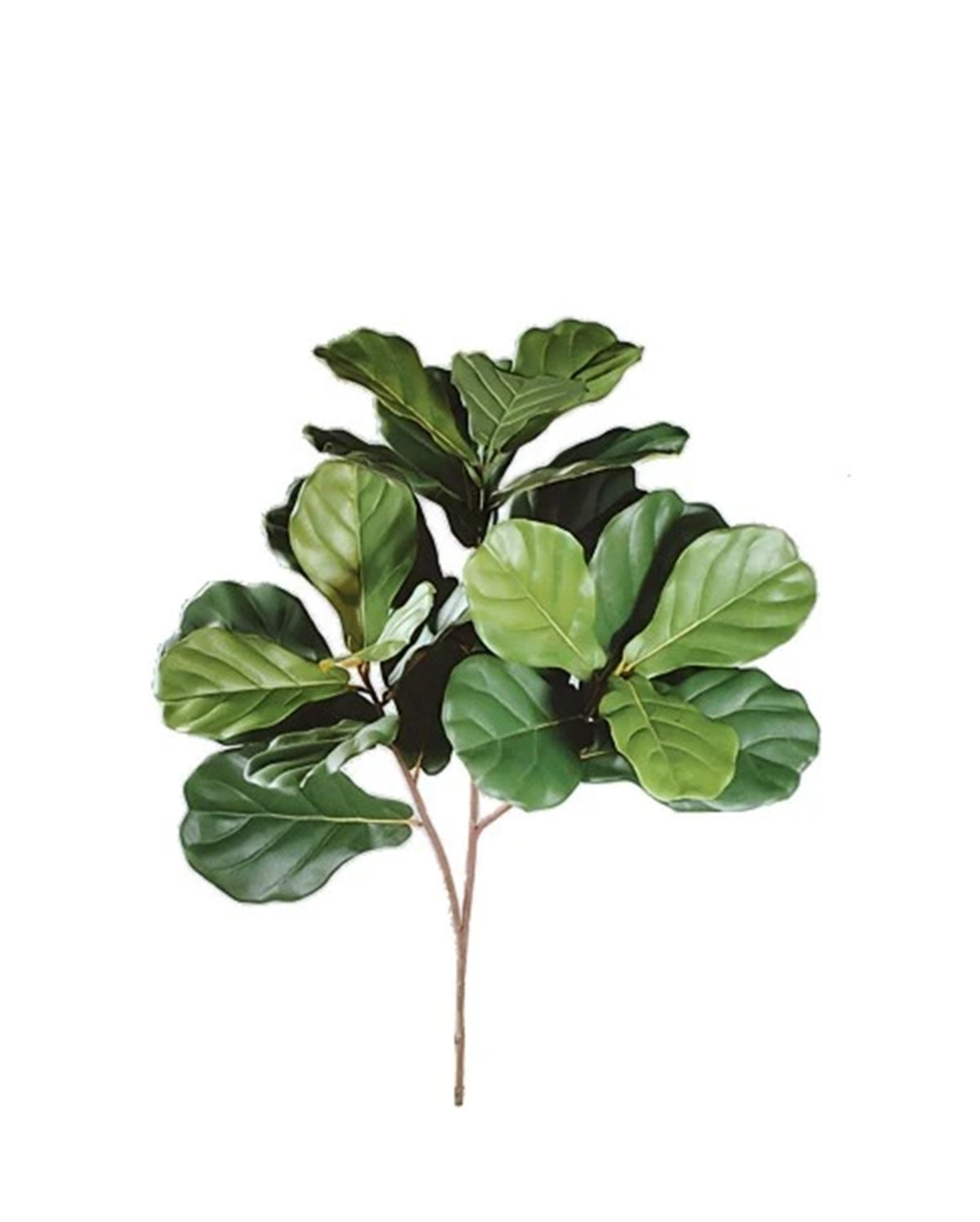 P2826- FIDDLE LEAF SPRAY