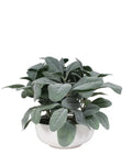 P1588-FROSTED LEMON LEAF IN WHITE POT