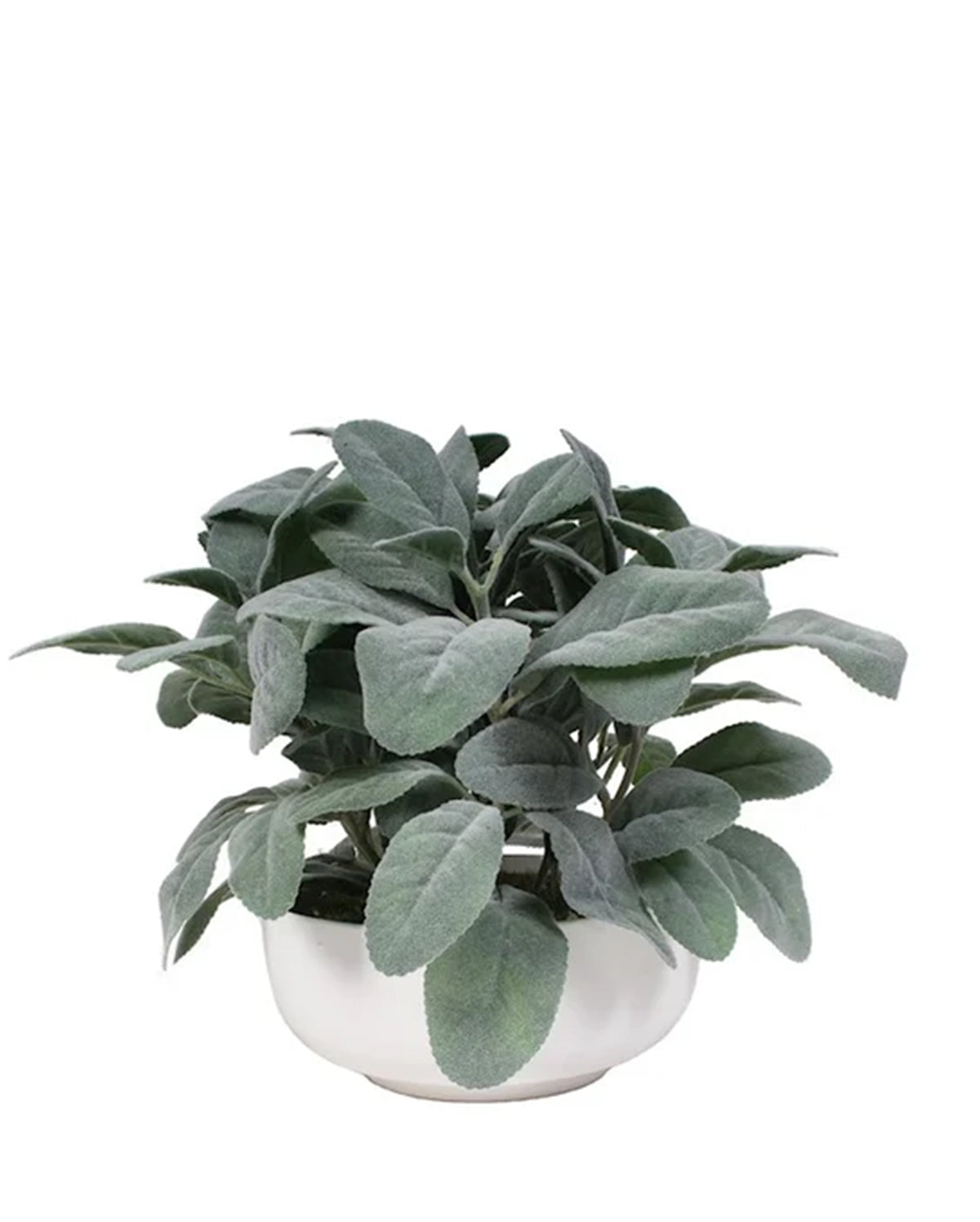 P1588-FROSTED LEMON LEAF IN WHITE POT