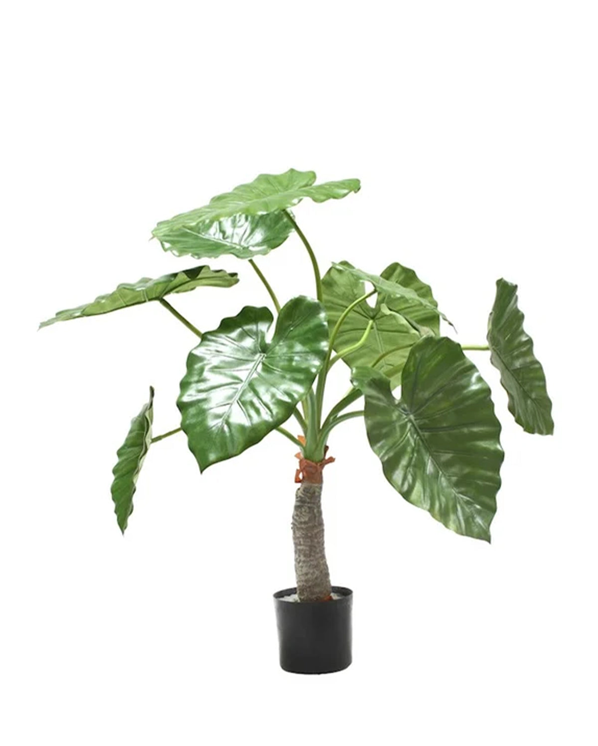 P1733-ELEPHANT'S EAR PLANT