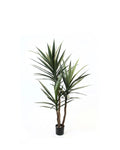 P1637-BLUE AGAVE TREE