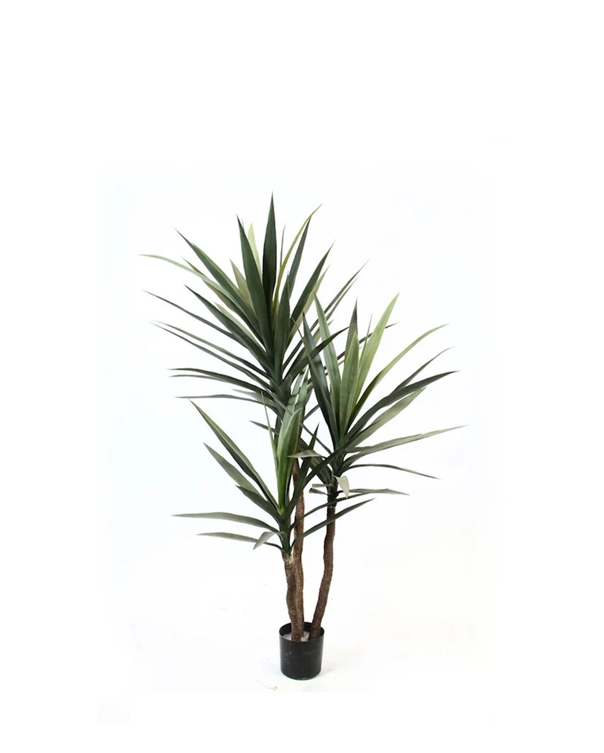 P1637-BLUE AGAVE TREE
