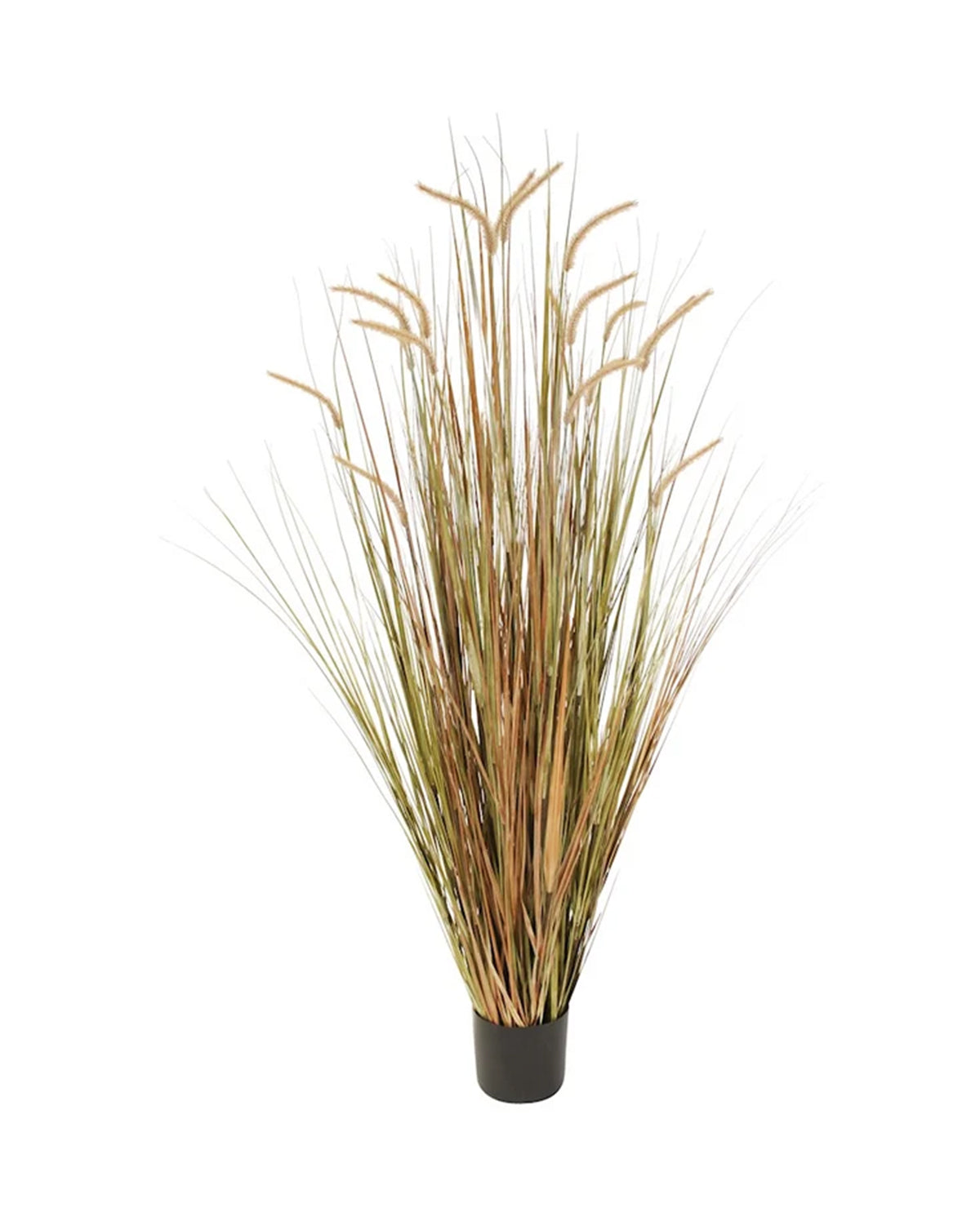 P1518-FOXTAIL GRASS