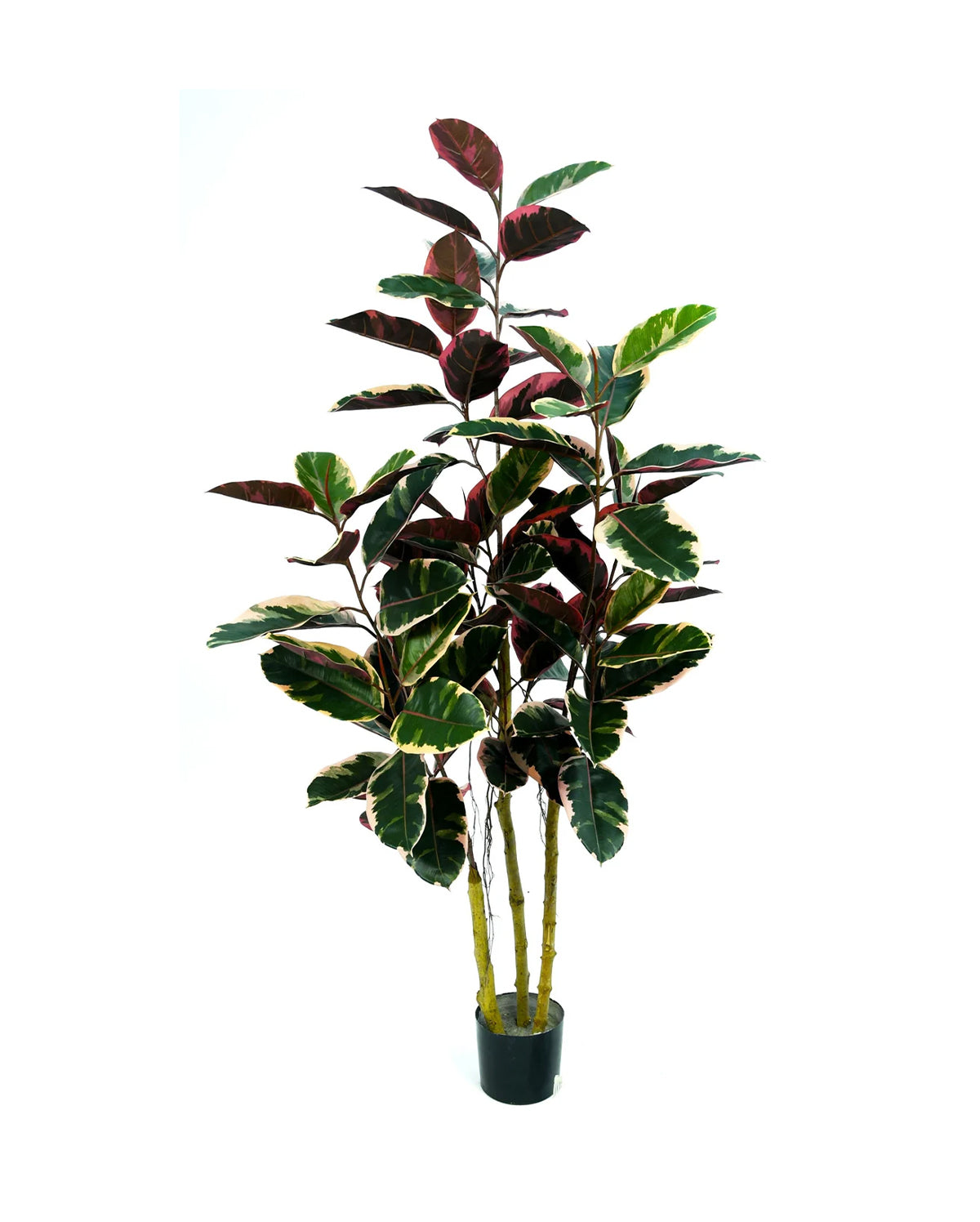 P1605-2.5 - RUBBER PLANT BUSH W/ 27 RED-GREEN LEAVES