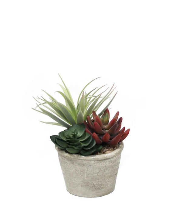 PTP7203-MIXED SUCCULENTS