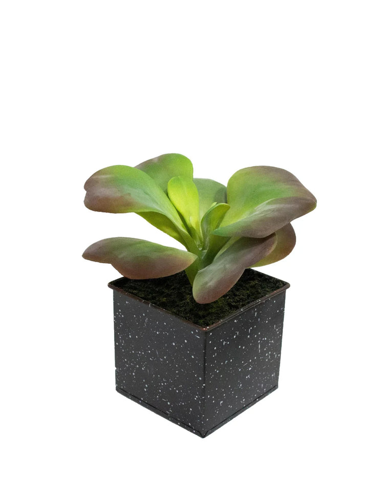 PTP7232-SINGLE HEAD SUCCULENT IN BLACK SQ POT