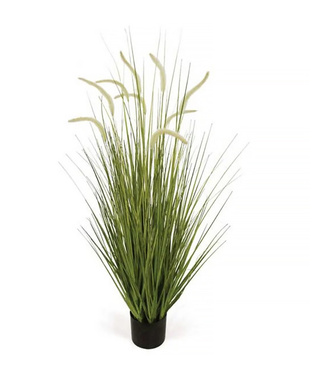 P1518-FOXTAIL GRASS