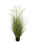 P1518-FOXTAIL GRASS