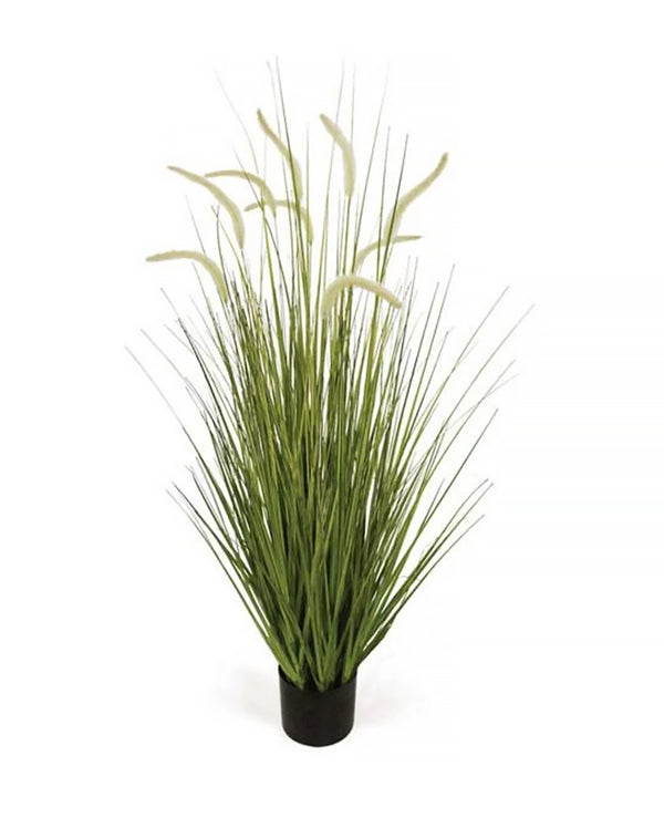 P1518-FOXTAIL GRASS
