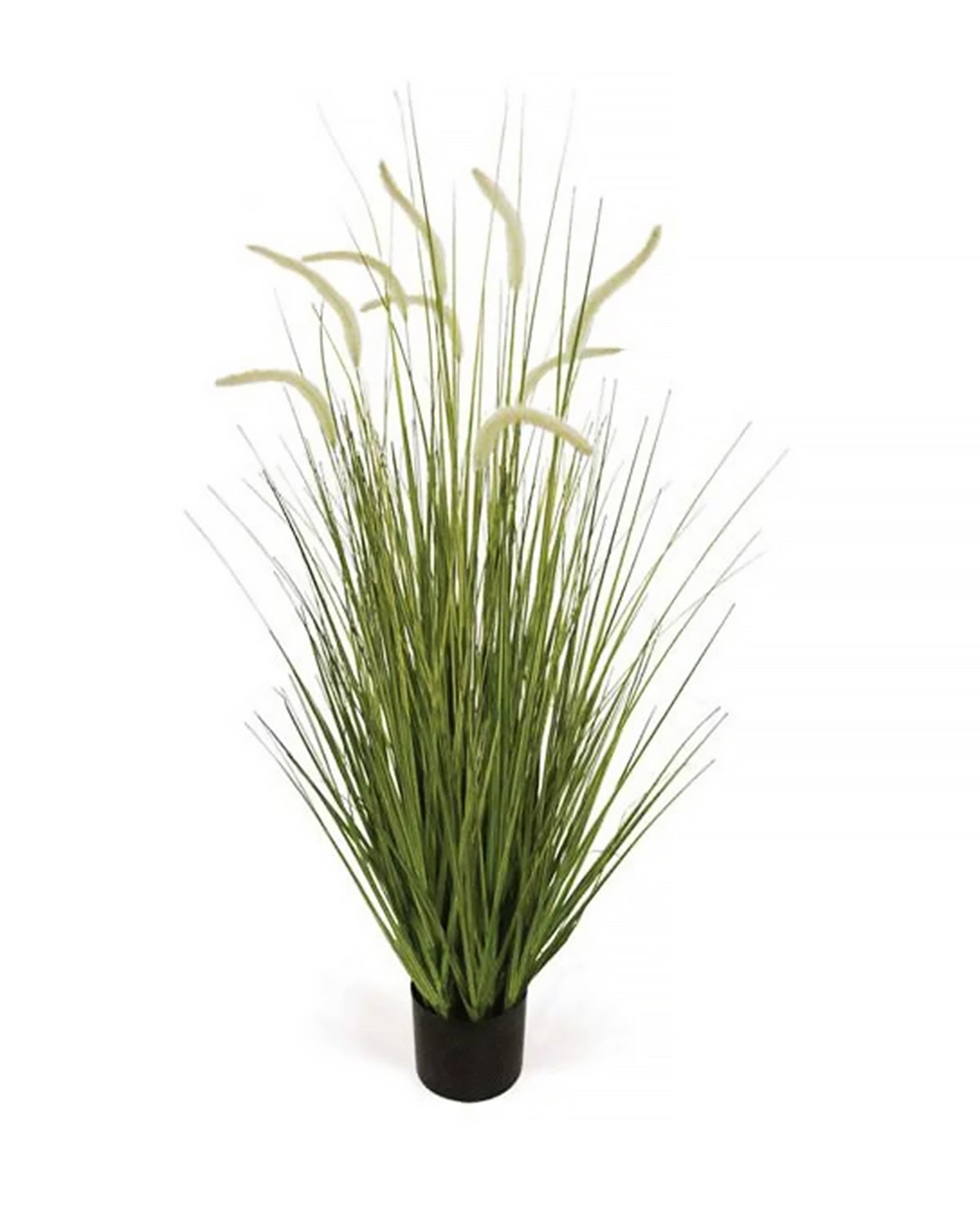 P1518-FOXTAIL GRASS
