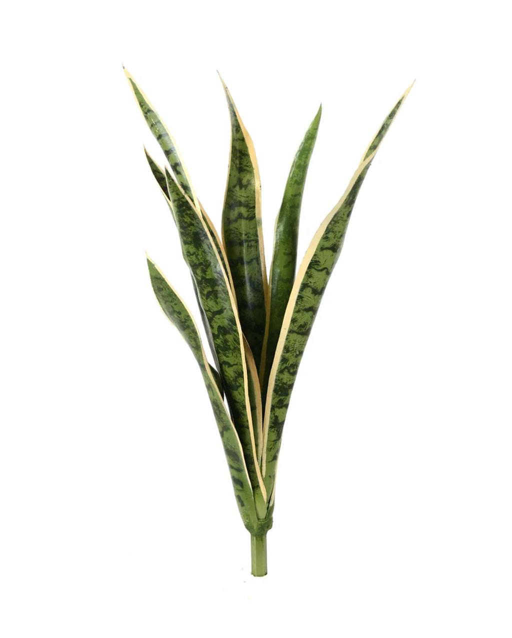 P1645N-SANSERVERIA BUSH