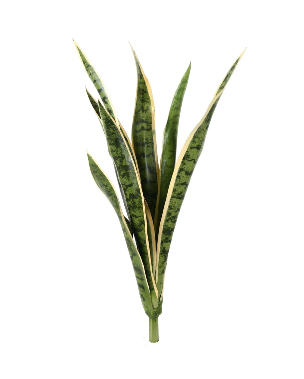 P1645N-SANSERVERIA BUSH