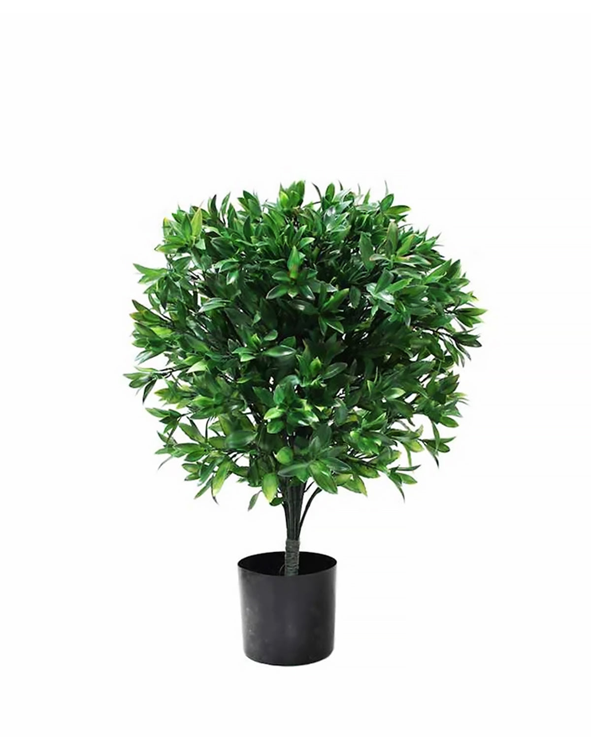 P3028-LAUREL