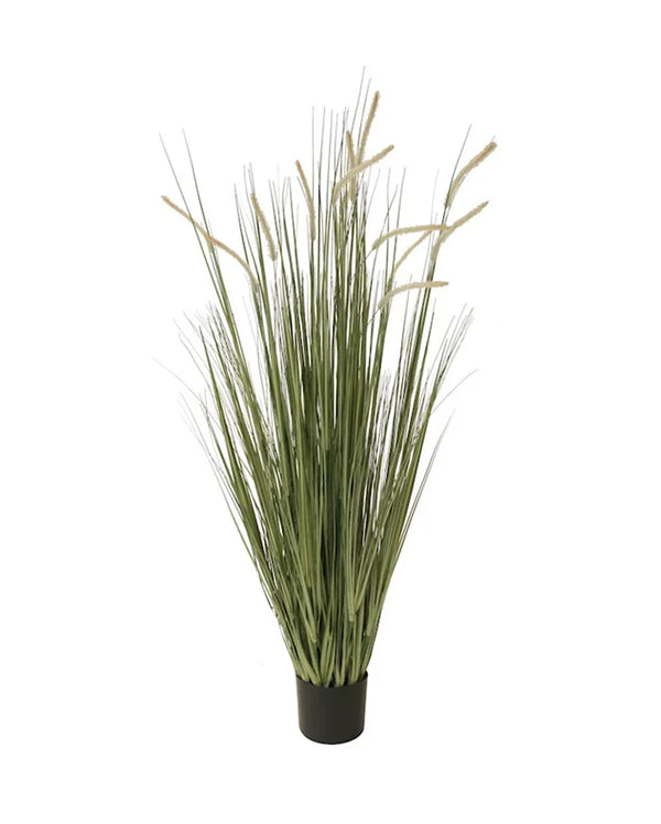 P1518-FOXTAIL GRASS