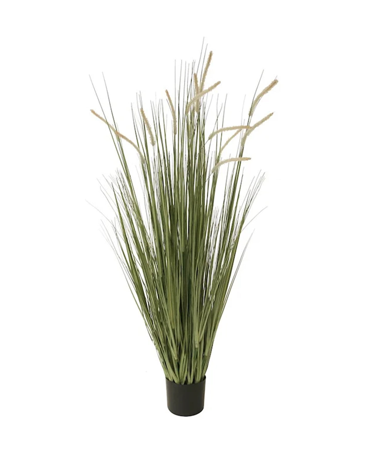 P1518-FOXTAIL GRASS