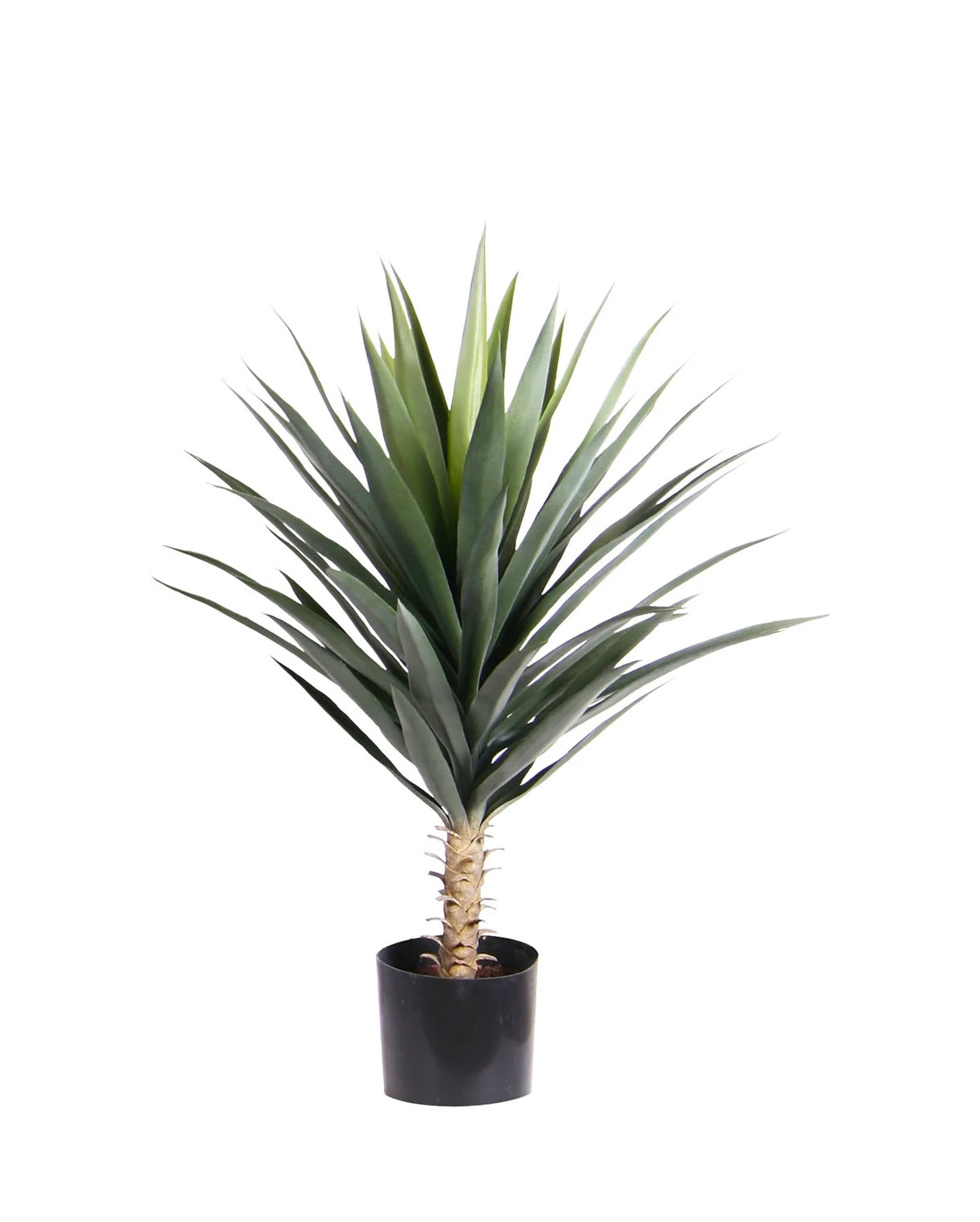 P1634-BLUE AGAVE
