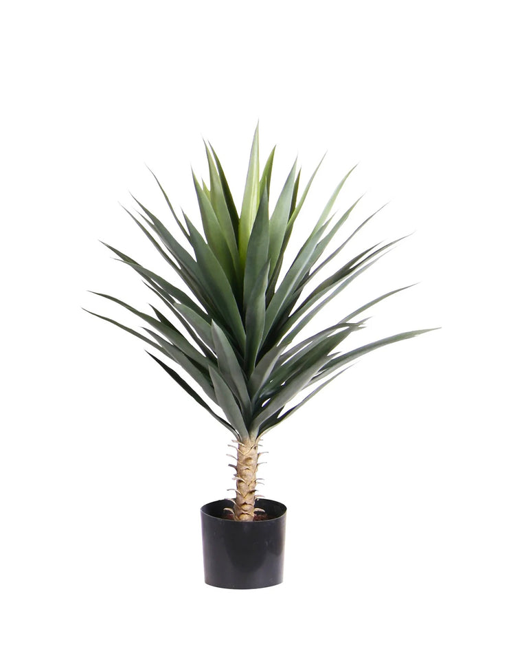 P1634-BLUE AGAVE