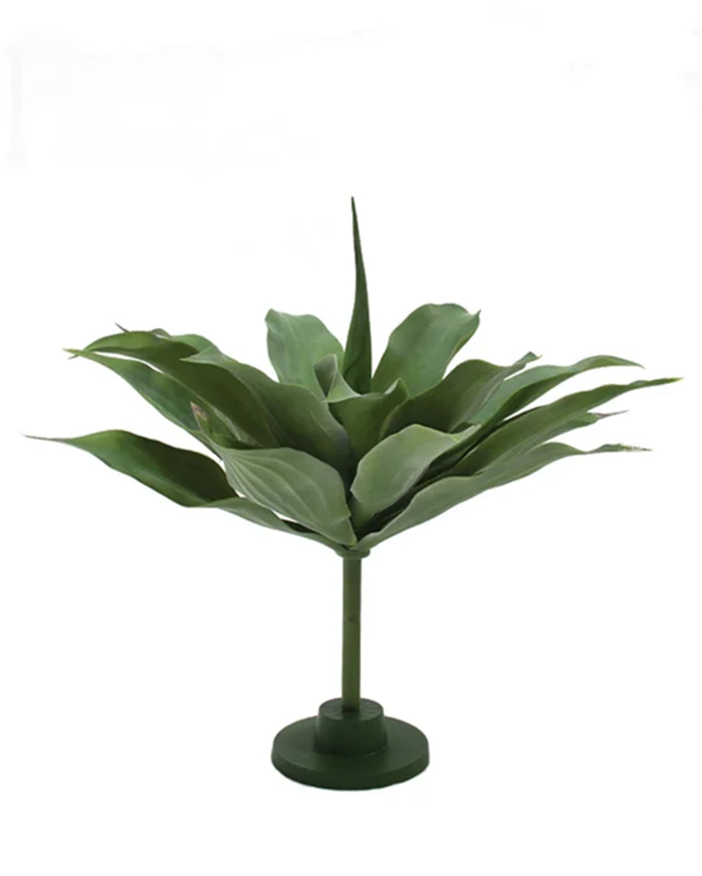 P2836-GIANT GREEN AGAVE PLANT