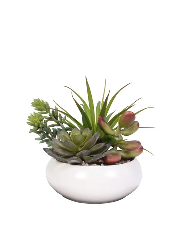 PTP7212-MIXED SUCCULENTS IN WHITE POT