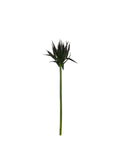 P2827-BLACK AGAVE STEM