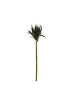 P2827-BLACK AGAVE STEM