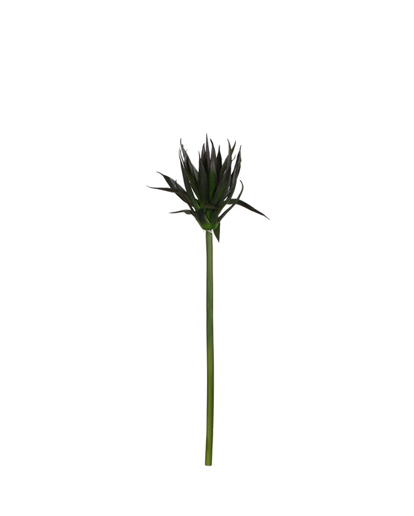 P2827-BLACK AGAVE STEM
