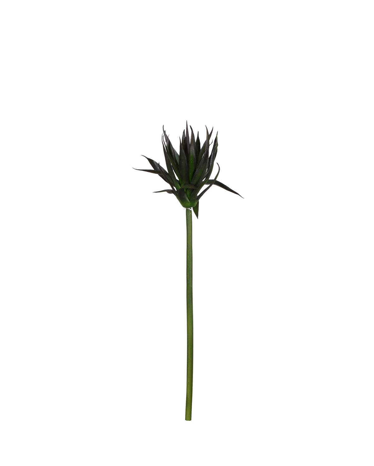 P2827-BLACK AGAVE STEM