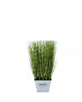 PTP1501SQ-WHEAT GRASS IN SQUARE WINDOW BOX